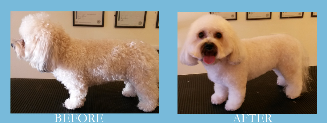 Bichon cross Yorkie