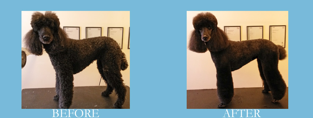 Standard Poodle