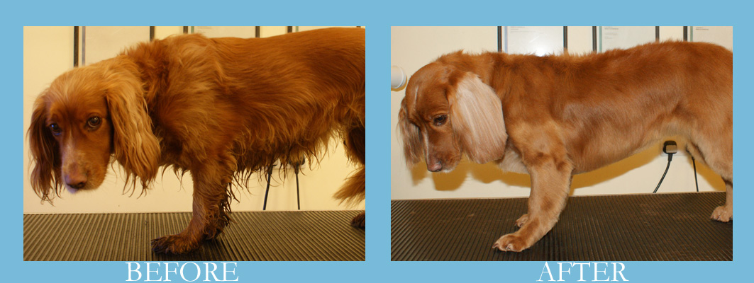 working cocker spaniel grooming