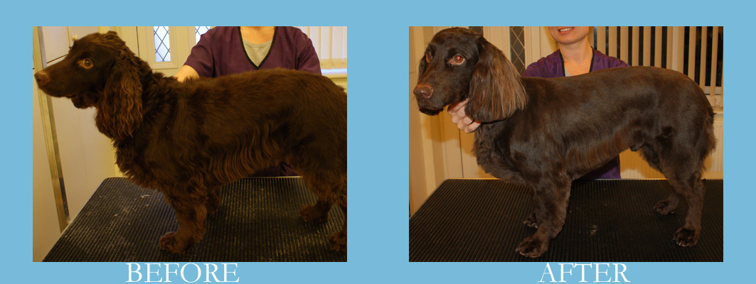 working cocker spaniel grooming